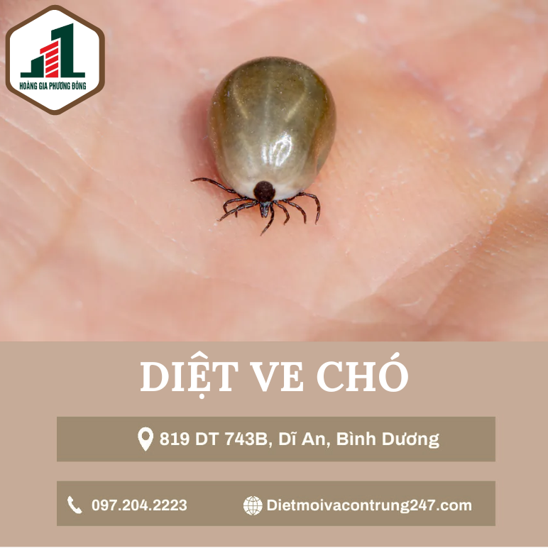 Dịch vụ diệt ve chó